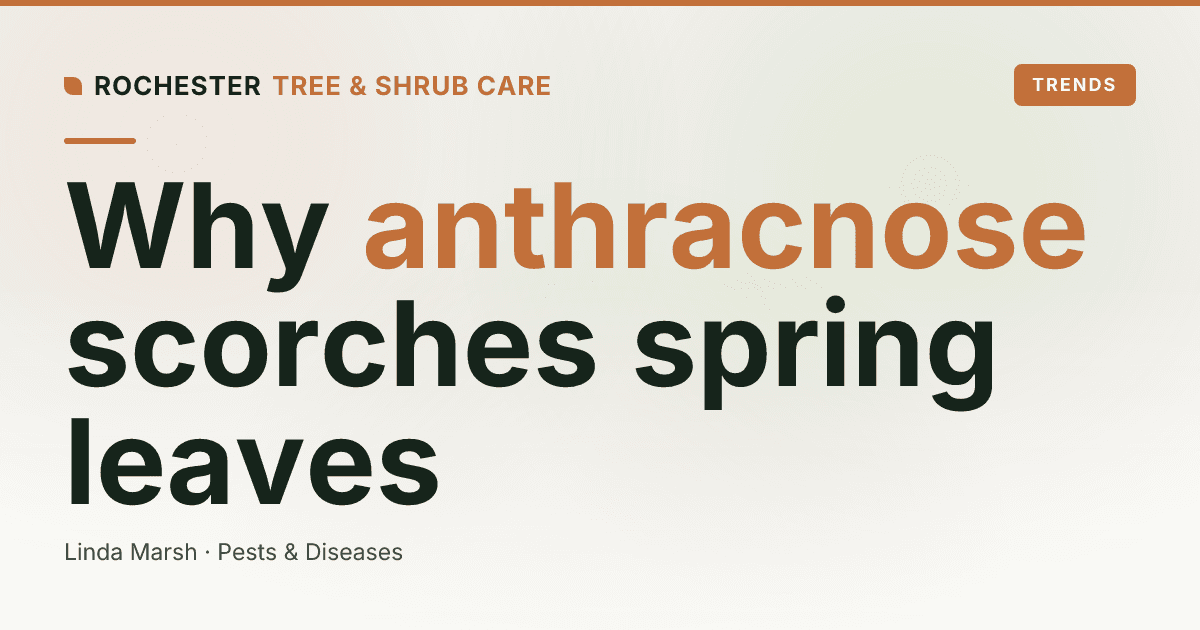 Anthracnose on Rochester Shade Trees: Why Sycamore, Oak, and Ash Leaves Look Scorched in Spring