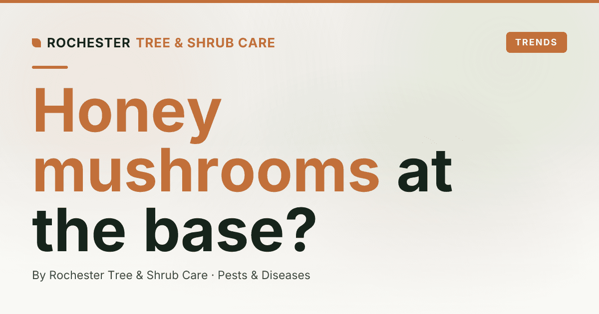 Armillaria Root Rot in Rochester: The Honey Mushrooms at the Base Are a Symptom