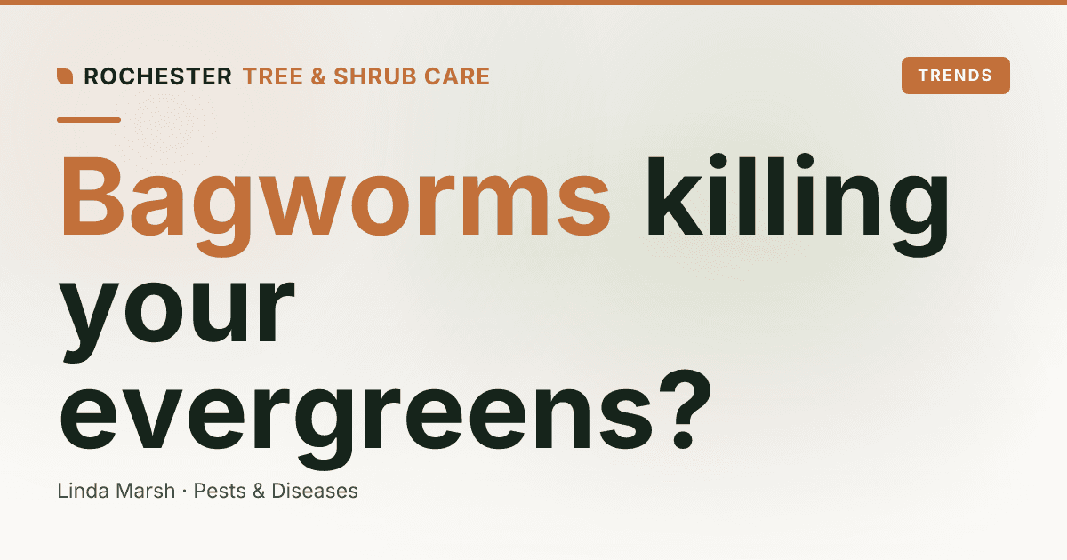 Bagworms on Arborvitae and Spruce: The Hanging Cocoons Killing Rochester Evergreens