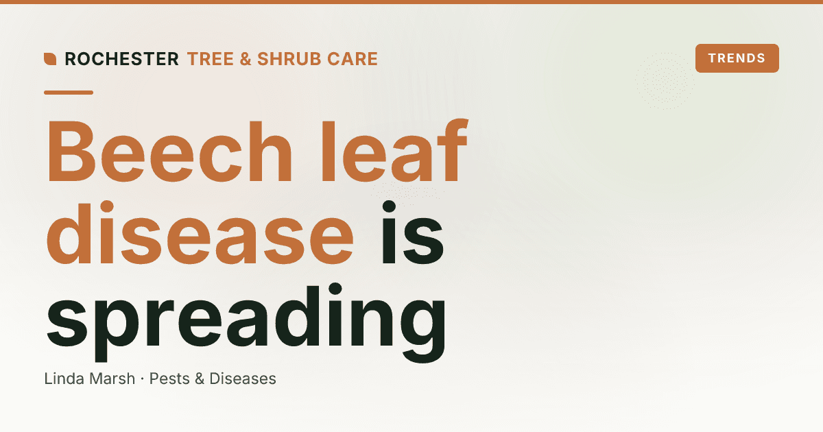 Beech Leaf Disease in the Rochester Area: Signs and What to Do