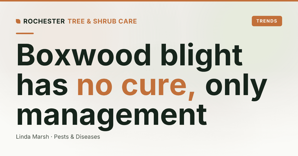 Boxwood Blight in Rochester: Signs, Spread, and What to Do