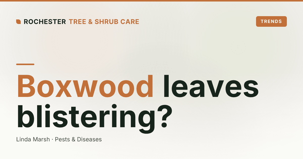 Boxwood Leafminer in Rochester: Blistered, Yellow Boxwood Leaves Explained