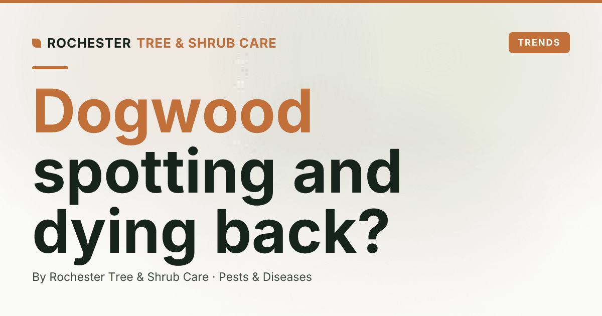 Dogwood Anthracnose in Rochester: Still Worth Knowing, Less Common Than It Was