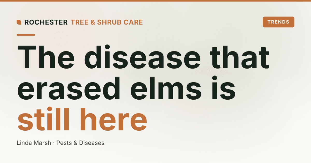 Dutch Elm Disease in New York: Is It Still a Threat?