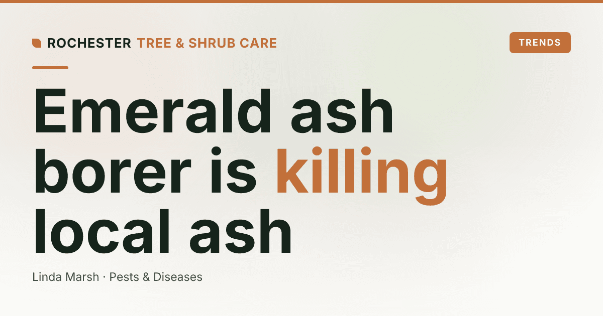 Emerald Ash Borer in Monroe County: How to Spot and Stop It