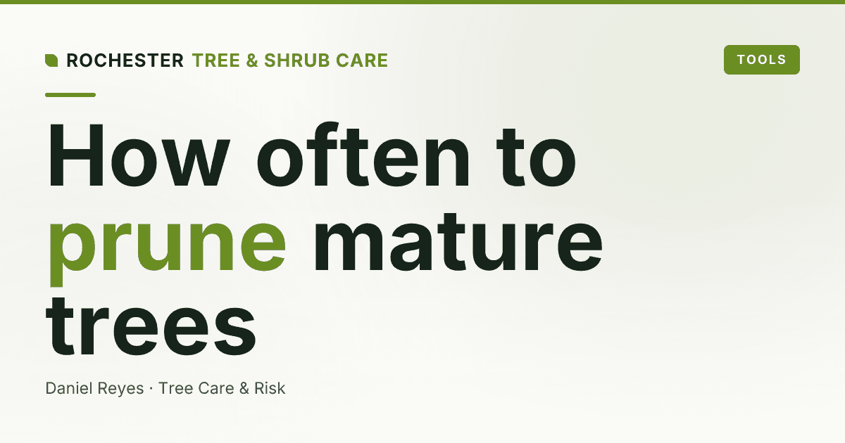 How Often Should You Prune a Mature Tree in New York? A Rochester Guide