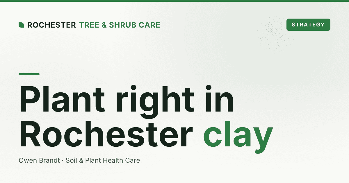 How to Plant a Tree Correctly in Rochester's Heavy Clay Soil