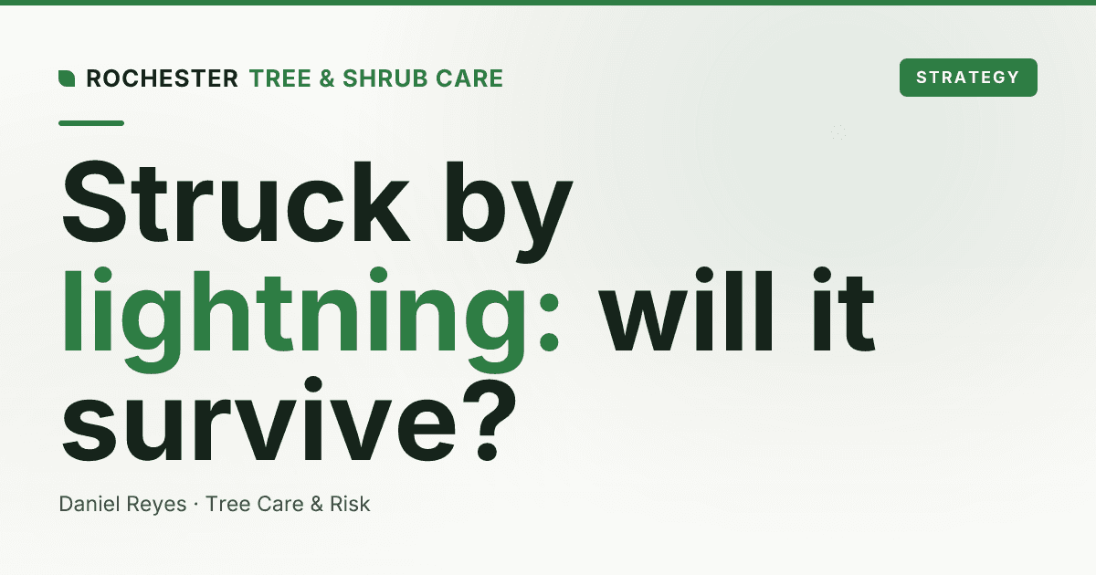 Your Tree Was Struck by Lightning. Can It Be Saved?