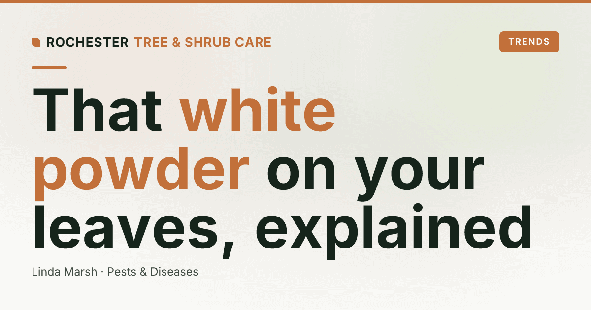 Powdery Mildew on Trees and Shrubs: The White Coating Explained