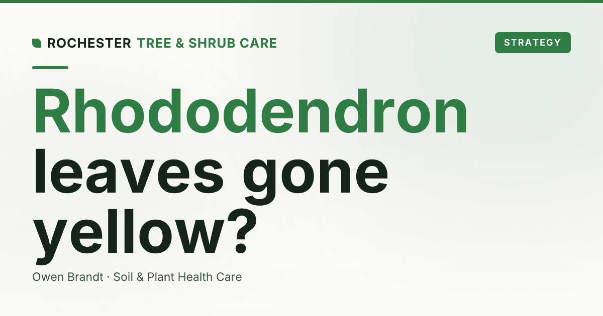 Rhododendron and Azalea Health in Rochester: Yellow Leaves, Wilt, and Bud Blast Decoded