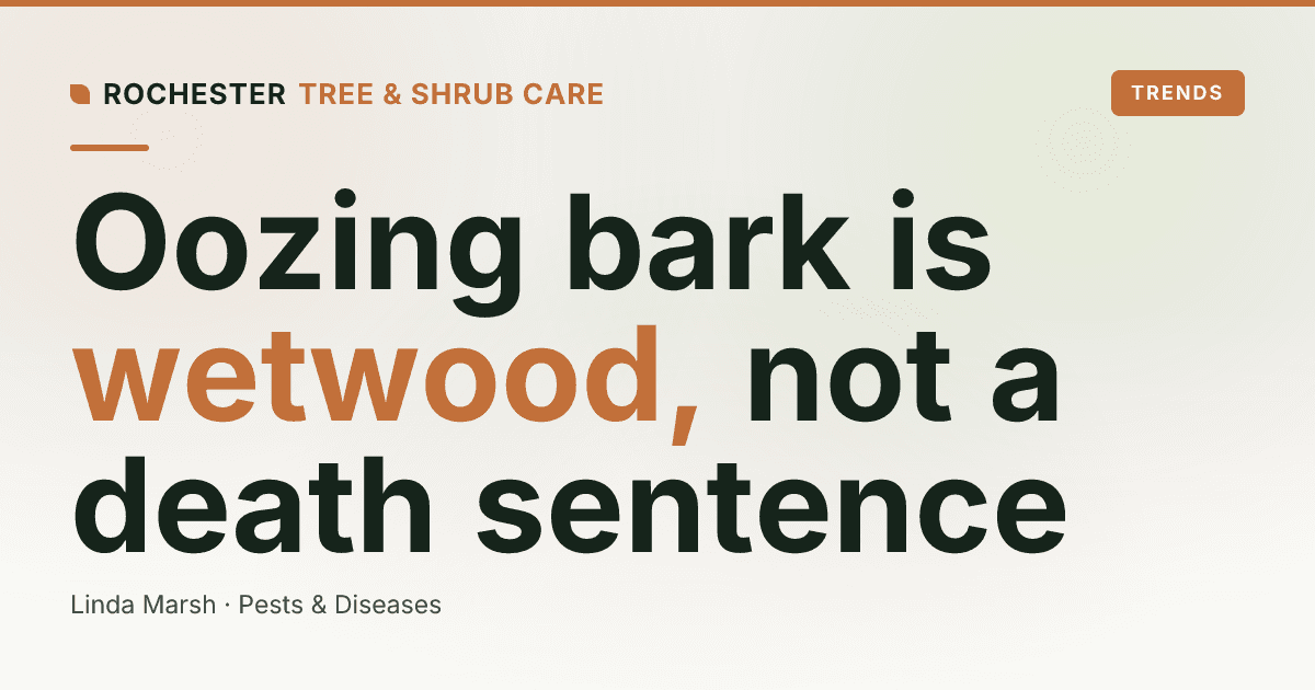 Slime Flux (Wetwood): Why Your Tree Trunk Is Oozing