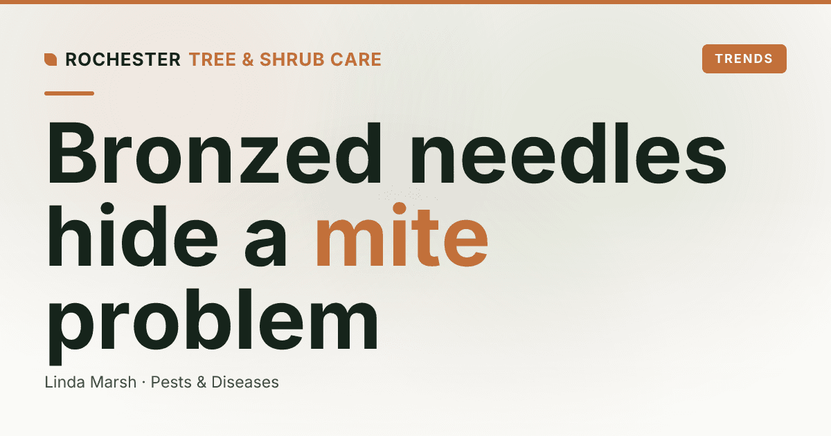 Spruce Spider Mites: Why Your Evergreen Looks Dusty and Bronzed