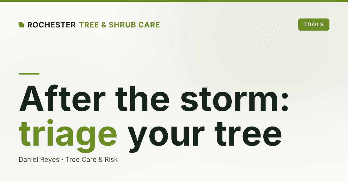 Emergency Tree Service in Rochester: What to Do After a Storm Damages Your Tree