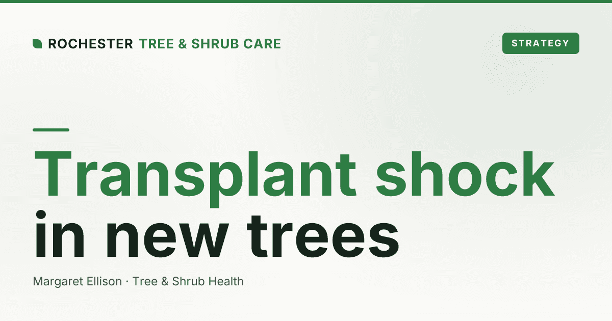 Transplant Shock in New Trees: Signs, Recovery, and Timing in Rochester