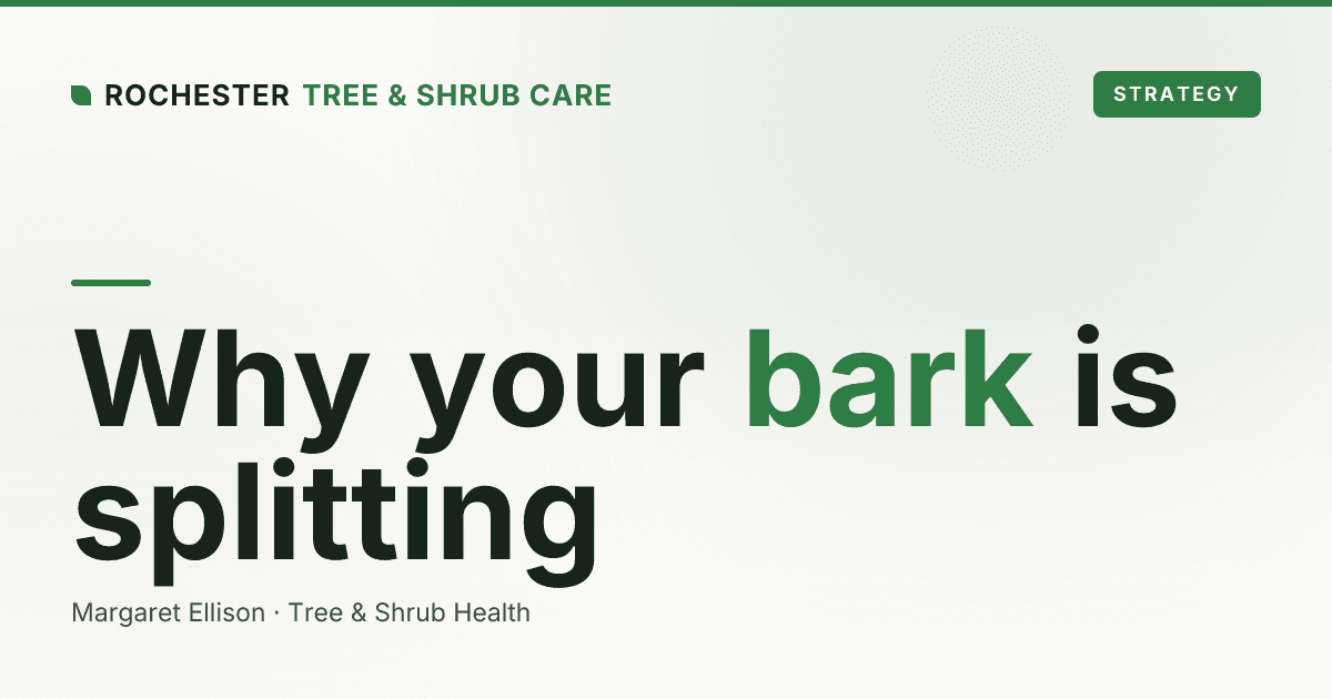 Bark Splitting and Cracking on Rochester Trees: Causes and When It's Serious