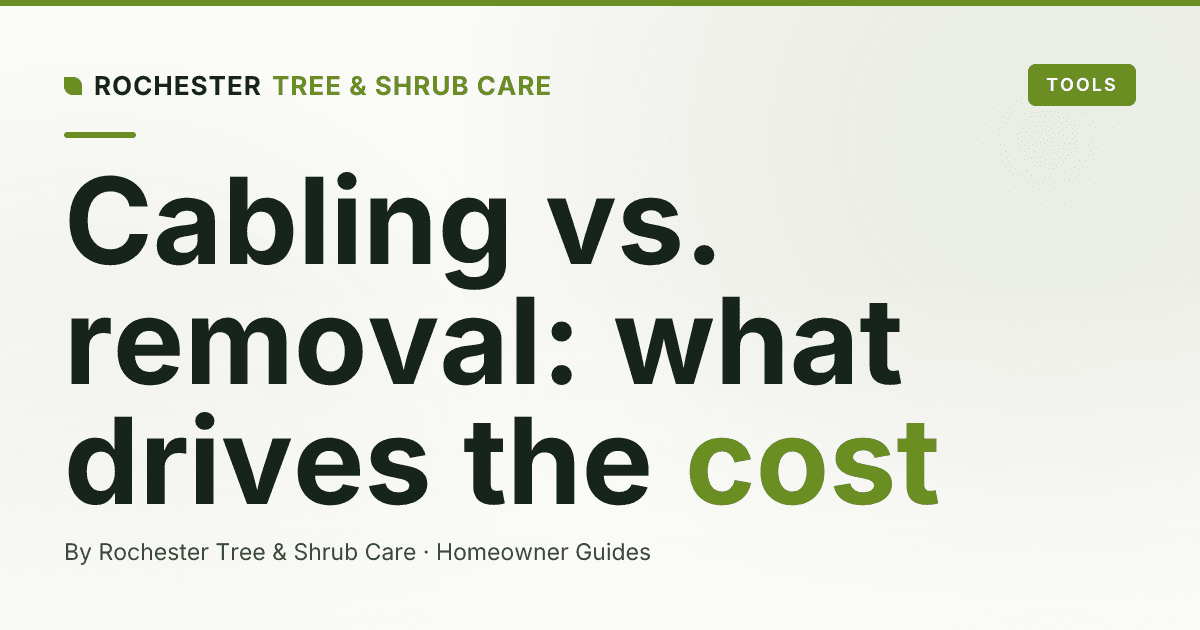 Tree Cabling and Bracing vs. Removal: Which Is Worth It?