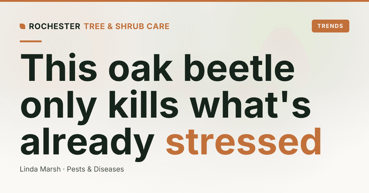 Two-Lined Chestnut Borer: The Beetle That Finishes Off Stressed Oaks