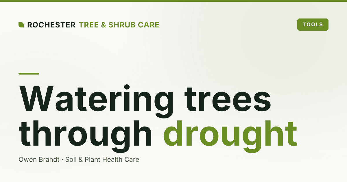 Watering Established Trees During a Rochester Drought: How Much, How Often, How Deep