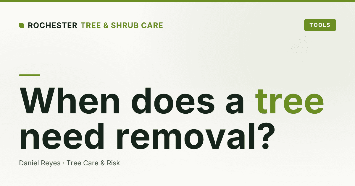 When Does a Tree Need to Be Removed? 7 Warning Signs for Rochester Homeowners