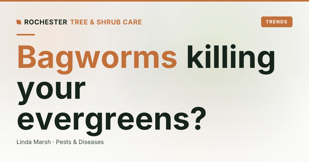 Bagworms on Arborvitae and Spruce: The Hanging Cocoons Killing Rochester Evergreens