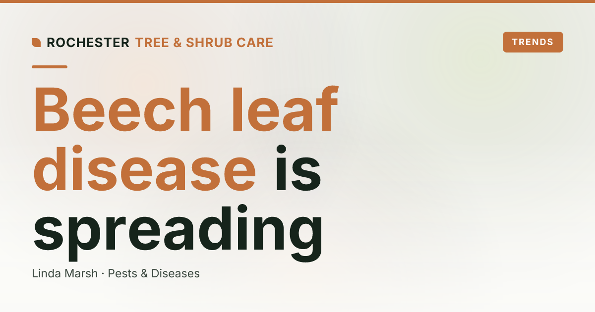 Beech Leaf Disease in the Rochester Area: Signs and What to Do