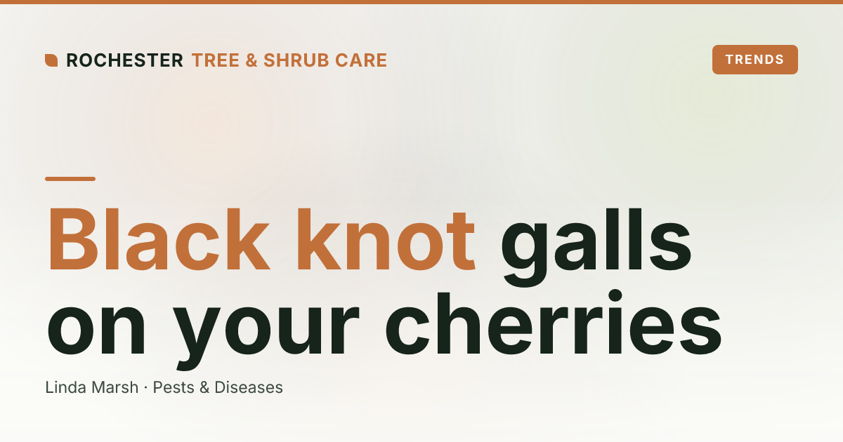 Black Knot on Cherry and Plum Trees in Rochester: The Black Swollen Galls Explained