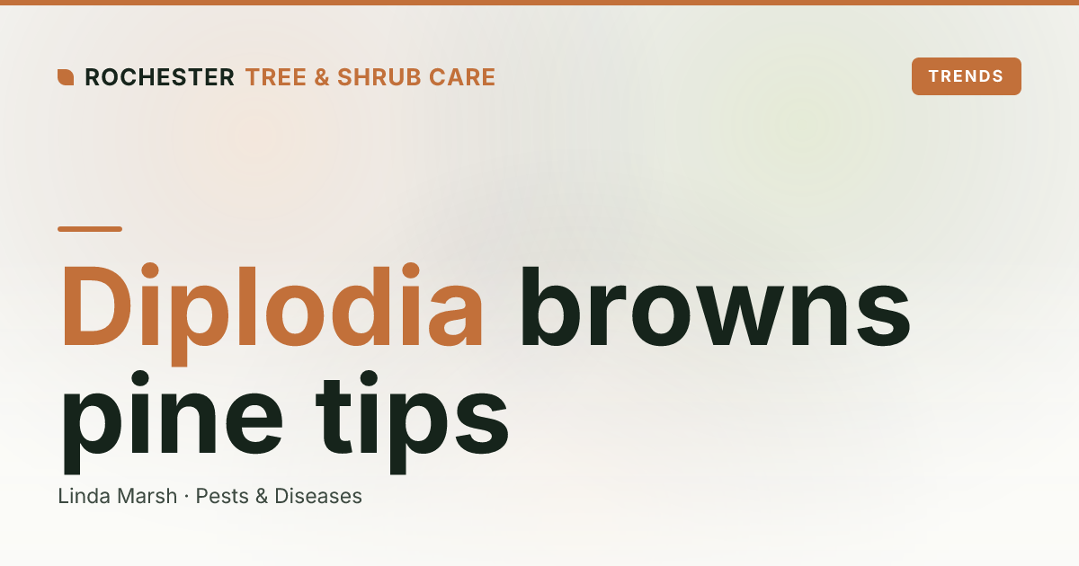 Diplodia Tip Blight on Rochester Pines: Why Austrian and Scotch Pine Tips Are Browning