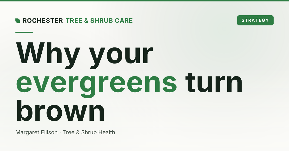 Evergreen Trees Turning Brown in Rochester: A Pattern-by-Pattern Diagnostic Hub