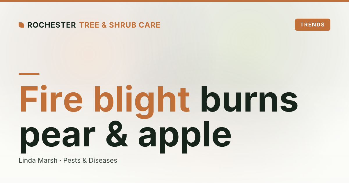 Fire Blight on Rochester Pears and Crabapples: The Shepherd's Crook Warning Sign