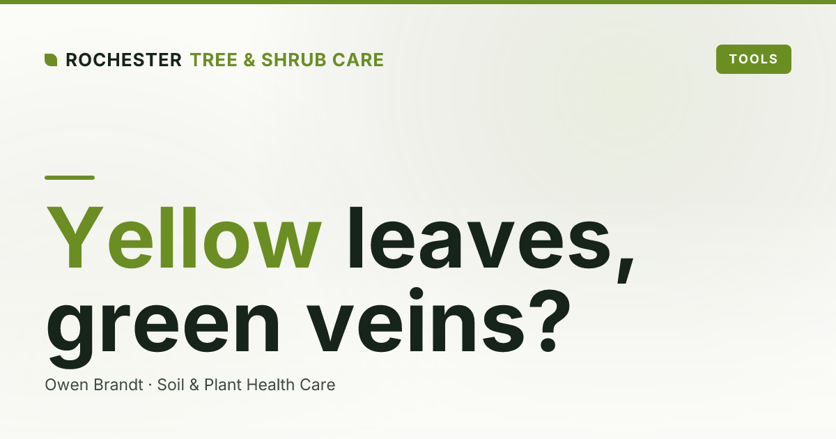 Yellow Leaves with Green Veins? Iron Chlorosis in Rochester Pin Oaks and Maples