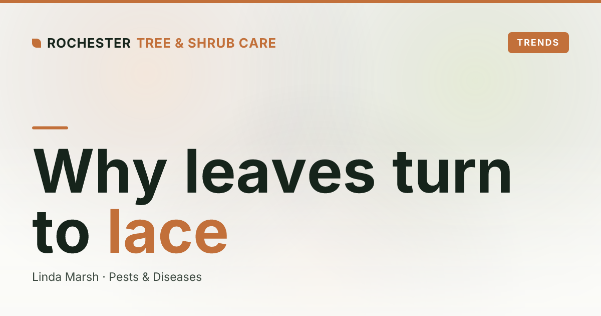 Japanese Beetle Damage on Rochester Trees and Shrubs: Why Leaves Look Like Lace