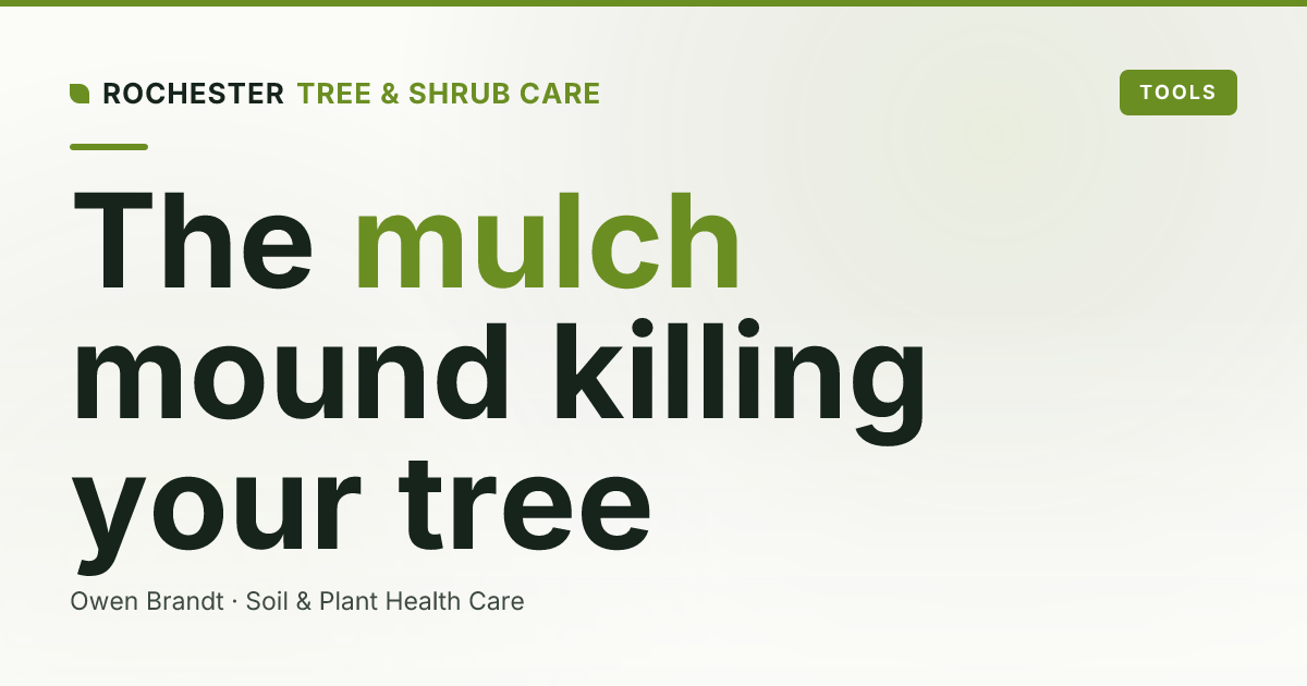 Mulch Volcanoes in Rochester: Why That Mound Around Your Tree Is Slowly Killing It