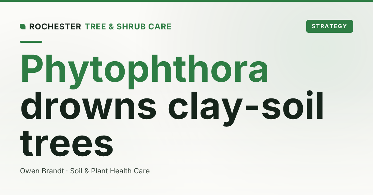 Phytophthora Root Rot in Rochester: Why Wet Clay Soil Slowly Drowns Your Trees