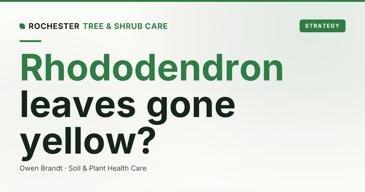 Rhododendron and Azalea Health in Rochester: Yellow Leaves, Wilt, and Bud Blast Decoded