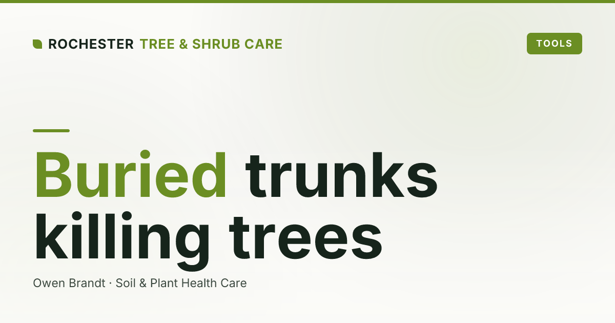 Root Collar Excavation in Rochester: How Buried Trunks and Girdling Roots Kill Trees