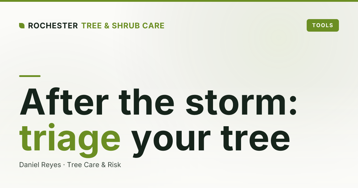 Emergency Tree Service in Rochester: What to Do After a Storm Damages Your Tree
