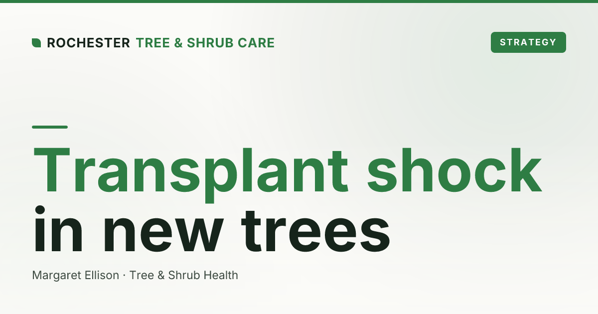 Transplant Shock in New Trees: Signs, Recovery, and Timing in Rochester