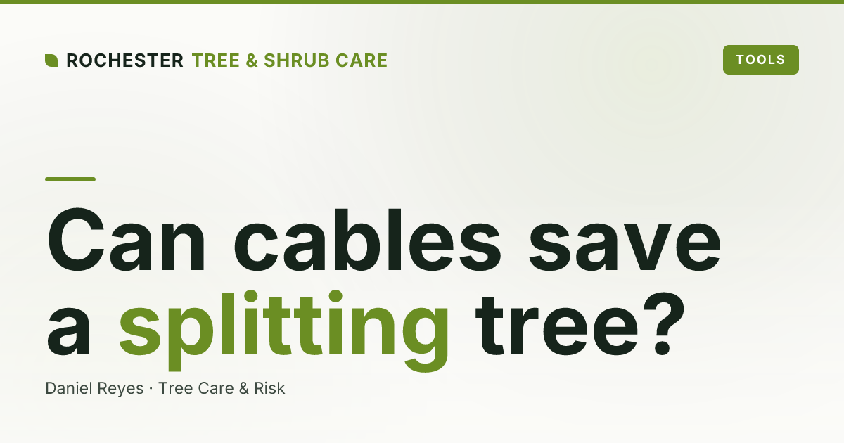 Tree Cabling and Bracing: Can It Save a Splitting Tree in Rochester?
