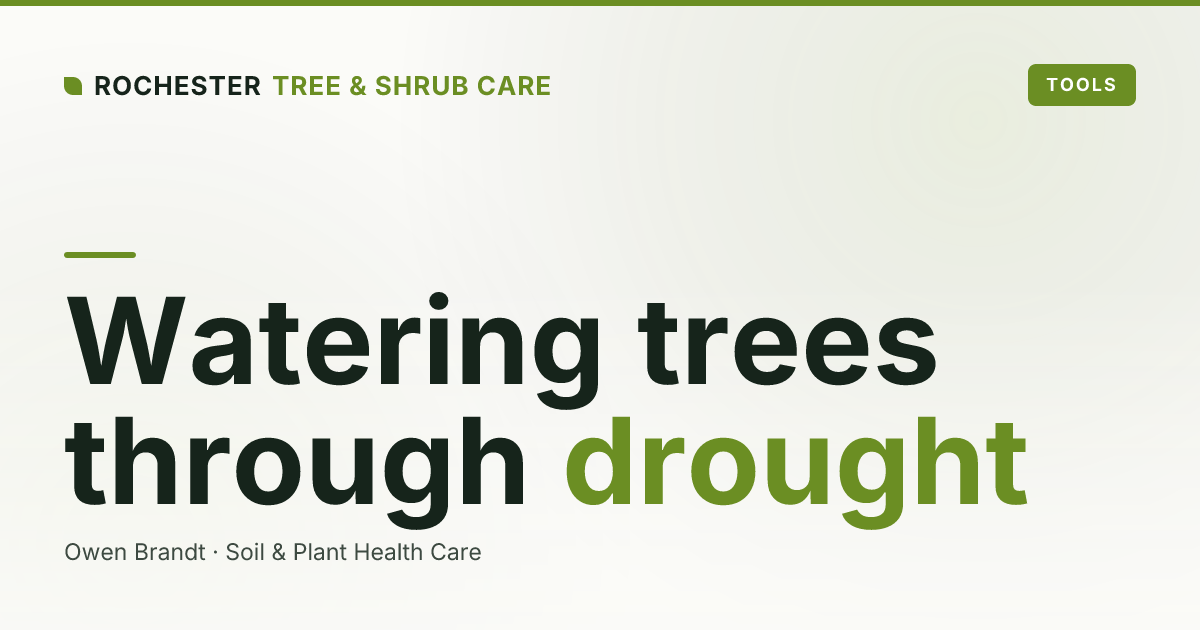 Watering Established Trees During a Rochester Drought: How Much, How Often, How Deep