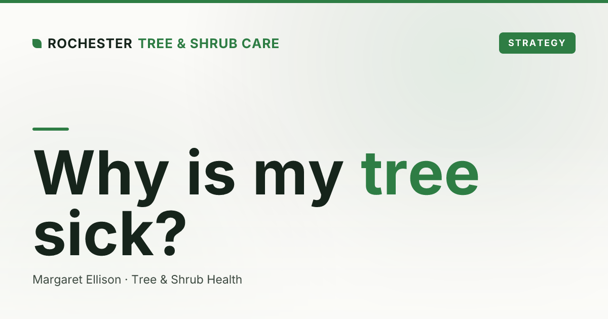 Why Is My Tree Sick? A Rochester Homeowner's Diagnostic Guide